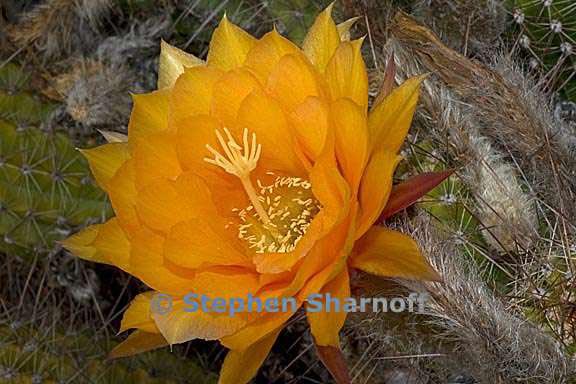 echinopsis hauscha 1 graphic